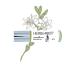Herb & Root Tuberose Jasmine & Orris Perfume for Women White Floral Vegan Phthalate & Paraben Free - Buy Online on GoSupps.com