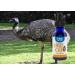 Pure Low Odor Australian Emu Oil - 6X Refined Cold Pressed Skin & Hair Oil (4oz) - Non-GMO Fragrance-Free Vitamin Rich - Buy Online on GoSupps.com