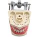 1PC Universal Dental Tooth Teaching Model - Soft Rubber Removable Teeth for Medical Study - Buy Online on GoSupps.com