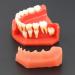 Buy Dental Study Teeth Model with Removable Gums & Permanent Teeth - Ideal for Demonstration & Education | International Shipping Available - Buy Online on GoSupps.com