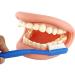 Dental Care Model for Kids | Tooth Brushing Practice & Teaching Aid - International Shipping - Buy Online on GoSupps.com