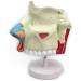 3 Times Anatomical Model of Nasal Cavity Showing Nasal Bone and Cartilage Section of Nasal Fronta and The Jaw are Represented