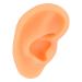 Simulated Left Ear Mould - Lifelike Fake Ear Model for Hospital Education - Buy Online on GoSupps.com