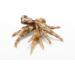 100% Canadian Chicken Feet Treats for Dogs 3lb Approx. 75 Pieces Single Ingredients with Nothing Added - Buy Online on GoSupps.com
