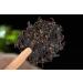 G teau de th noir Dian Hong Yunnan Sun Th noir s ch Arbre d'Arbre Ancien 357g - Buy Online on GoSupps.com