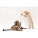 Cat Skin Soother - Allergy Relief Chewable Treats for Cats | Advanced Itching Solution with Nettle - 75 Chews - Buy Online on GoSupps.com
