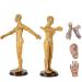 Human Acupuncture Template - Traditional Chinese Medicine Meridian and Acupoint Teaching Model - Man and Woman Acupuncture - Includes Hands Feet Ears