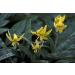 Seeds Package Not Plants 5 Yellow Trout Lily Erythronium um Premium Ground Flowers - Buy Online on GoSupps.com