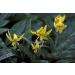 Seeds Package Not Plants 5 Yellow Trout Lily Erythronium um Premium Ground Flowers