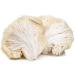 Organic Lion's Mane Mushroom Powder 100g - Natures Root | Pure and Potent Supplement - Buy Online on GoSupps.com