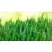 Indigo Herbs Organic New Zealand Wheatgrass Powder 500g - Pack of 1 - Buy Online on GoSupps.com