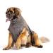 Lill's dog wadder 100% organic cotton bathrobe dog extra absorbent stone gray (gray) (4xl: 80 cm back length) 4xl: 80 cm back length stone gray (gray)