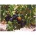 Red vine leaf 1kg POWDER Vitis vinifera - Buy Online on GoSupps.com
