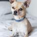Tagme Personalized Dog Collar for Small Dogs - Embroidered Reflective Nylon with Pet Name & Phone Number - Sky Blue (1 Pack) - Buy Online on GoSupps.com