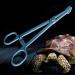 Blue Plastic Reptile Feeding Clip 24.5cm - Terrarium Tongs for Snake Lizard & Pet Raising - Buy Online on GoSupps.com