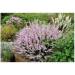 Heather top 250 g POWDER Calluna vulgaris - Buy Online on GoSupps.com