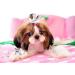 Pet Show Cute Small Bone Snap Hair Clips - Pack of 20, Random Colors | Pet Grooming Accessories for Dogs, Cats, Puppies - Buy Online on GoSupps.com