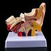 Ear Human Anatomy Model 1.5 Times Life Size Medical Training Support - Buy Online on GoSupps.com