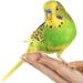 MILLET SPRAYS 1Kg PREMIUM AVIARY BIRD FOOD - Buy Online on GoSupps.com