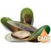 Green Lipped Mussel Perna Canaliculus from New Zealand 120 Capsules from CAOH - Buy Online on GoSupps.com