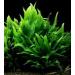 Java Fern on 3 x 2.5 Coco Mat | Microsorum Pteropus - Easy Tropical Live Aquarium Plant by Aquarium Plants Discounts - Buy Online on GoSupps.com
