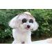 Shop U-M Pet Dog & Cat Straw Hat | Durable Bauer Style Costume | 14cm x 14cm - Buy Online on GoSupps.com