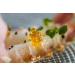 Buy Caviaroli Oil Caviar - Sesame Oil Pearls 50g | Premium International Shipping - Buy Online on GoSupps.com