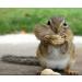 Squirrel Mixture 200g Premium Wild Life Food Garden Seed Feed - SLW - Buy Online on GoSupps.com