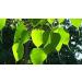 AOZA Neotea Arasa Ilai Peepal Leaves Ficus Religiosa Leaf Powder 300 gm - Buy Online on GoSupps.com