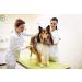Vet's Advantage 100% Pure Stone-ground Milk Thistle Powder for Dogs - for Optimal Liver Health & Detoxification - Buy Online on GoSupps.com