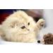 Buy Vealind GiGwi Electronic Toy for Dogs & Cats - Lifelike Sounds | Best International Shipping - Buy Online on GoSupps.com