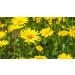Indigo Herbs Elecampane Root Powder 100g - Pure and Potent Herbal Supplement - Buy Online on GoSupps.com