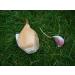 Elephant Garlic - 2 Huge Bulbs for Fall Planting | Non GMO | Mild Taste - Buy Online on GoSupps.com