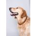 Ilikeamber.com: 100% Baltic Amber Bank Chain Dog & Cat Tick Protection - Premium Amber Collars for Pets - Buy Online on GoSupps.com