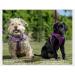 Anol Viva Purple Padded Harness - Size L (52-71cm) - Buy Online on GoSupps.com