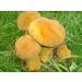 WENXUANSU:3 Pound (1362 grams) Boletus luteus mushroom dried Grade A yellow porcini - Buy Online on GoSupps.com