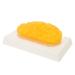 XKiss Human Fat Model Replica - 1 lb Reminder for Weight Management & Nutritionists - Buy Online on GoSupps.com