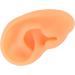 Silicone Ear Acupuncture Practice Model for Hearing Aid & Earrings Demonstration(Right) - Buy Online on GoSupps.com