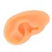 Ear Display Mould Soft Waterproof Ear Model Flexible Lifelike for Hospital(Right)