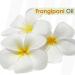 Crysalis Frangipani Oil (Plumeria) Oil |100% Pure & Natural Undiluted Essential Oil Organic Standard| Perfect for Massage Oil |Aromatherapy Oil| 30ml with Dropper Frangipani 30 ml (Pack of 1) - Buy Online on GoSupps.com