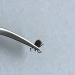 Stainless Steel Tick Remover with Curved Tip for Humans & Animals | REMOS - Buy Online on GoSupps.com