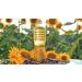 KTC Pure Sunflower Oil 1L | This oil type is prepared by pressing the sunflower seeds | For all frying baking & salads | Indian Origin | Pack Of 8 - Buy Online on GoSupps.com