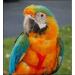 Aviator Bird Harness & Leash - Made in America | Size L - Perfect for Parrots & Flight-Ready Birds - Buy Online on GoSupps.com