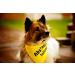 Dimpe's Yellow Dog Hill Towel Neckerchief - Keep Your Distance Warning for Nervous & Anxious Dogs - Fits Small to Large Breeds (60cm) - Buy Online on GoSupps.com