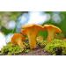 Dried Chanterelle Mushrooms - Premium Grade (2oz) - Pack of 1 - Buy Online on GoSupps.com