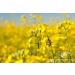 900 g Raw Rapeseed Blossom Bee Honey Creamy and Smooth - Buy Online on GoSupps.com