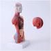 Human Body Torso Model - Half Body Torso Model 28 cm with Organs - Detachable Medical Education Model 19 Pieces -for Training aid Medical - Buy Online on GoSupps.com