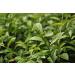 Authentic Taiwanese Tea Master Jasmine Green Oolong Loose Leaf Tea - 120g - Buy Online on GoSupps.com