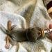 20 Pack Pet Nipples with Syringes for Newborn Kittens & Puppies | Ideal for Small Mammals - Baby Bottles for Pets - Buy Online on GoSupps.com