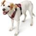 HUNTER Harness Maldon XS (34-49) - Red/Grey | Premium Dog Harness for Comfort & Style - Buy Internationally! - Buy Online on GoSupps.com